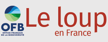 logo-loup
