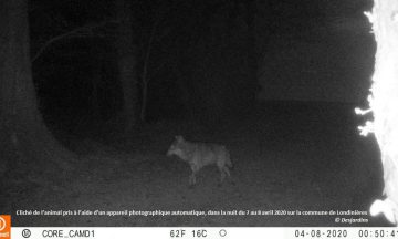 Un loup identifié en Seine-Maritime