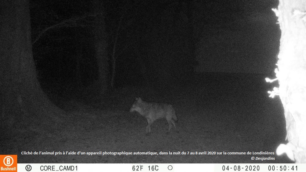 Un loup identifié en Seine-Maritime