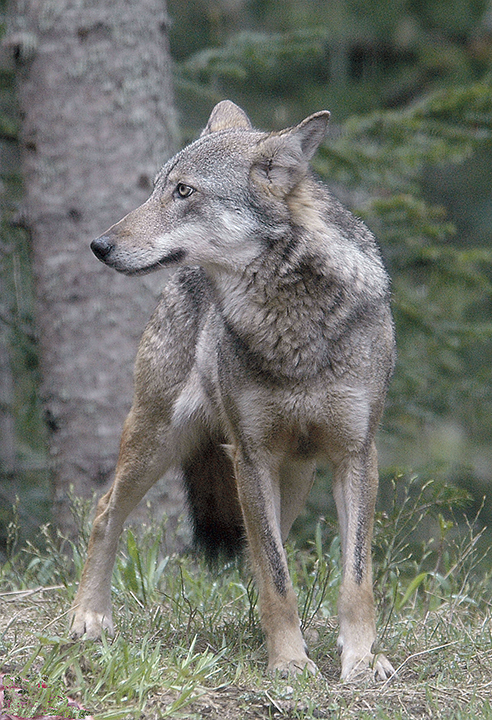 Photo du loup gris, présent en France.