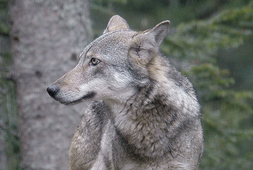 Photo du loup gris, présent en France.