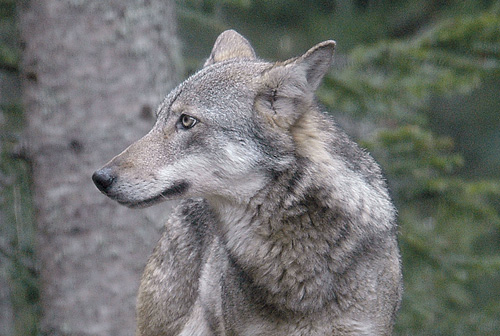 Le Loup Oncfs Le Loup En France