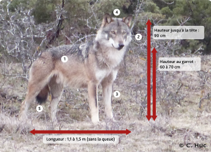 Caractéristiques du loup gris en France.