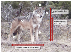 Caractéristiques du loup gris en France.