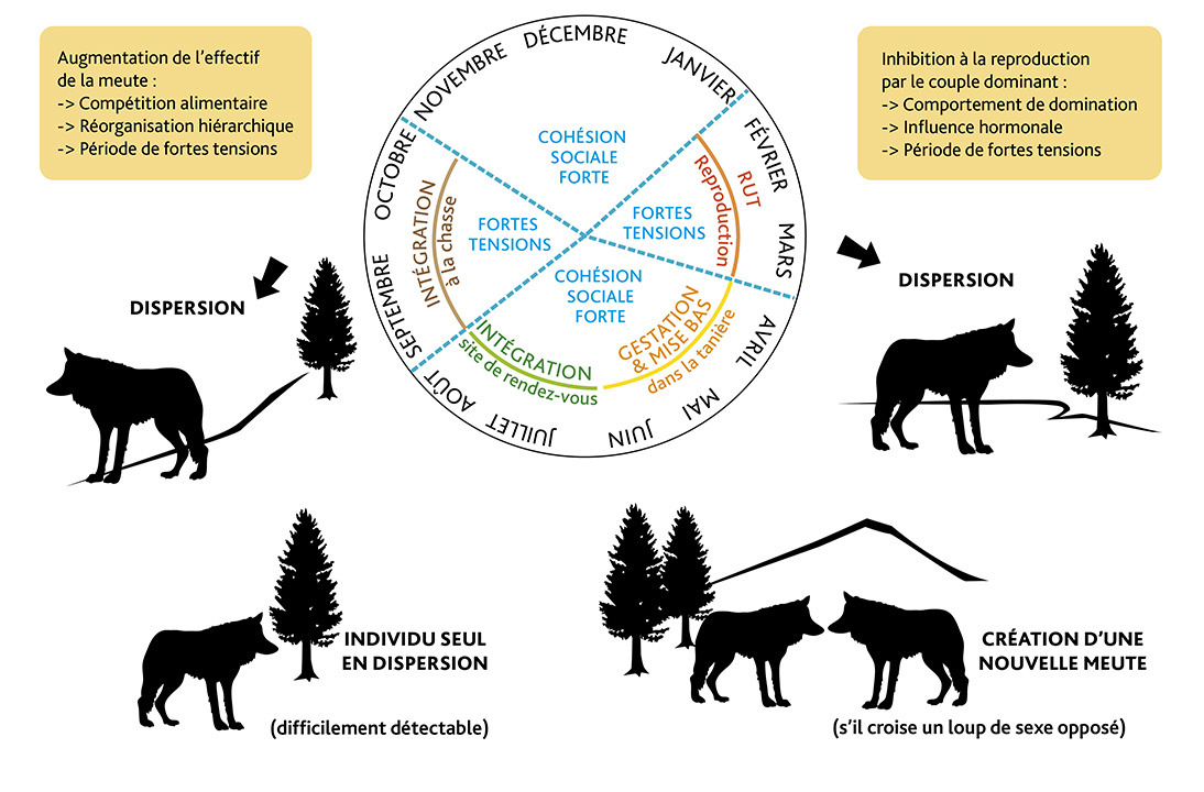 Caractéristiques et description du Loup Gris