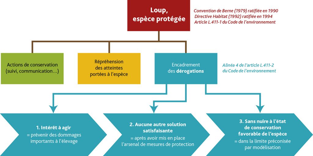 Schéma de la réglementation sur le loup, espèce protégée.