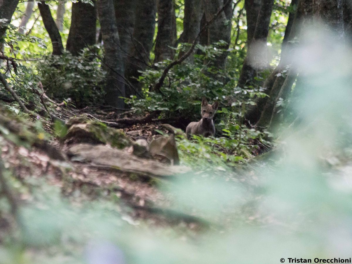 Les loups en cette saison : l'élevage des jeunes