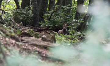 Les loups en cette saison : l'élevage des jeunes