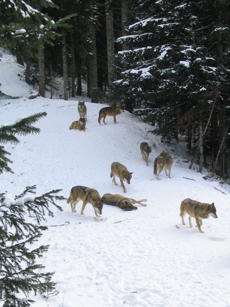 Les loups sauvages, meute de loups.