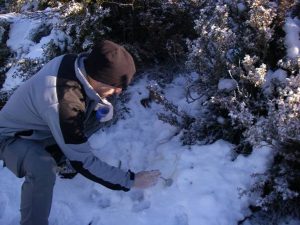 Relevé d'indices de présence du loup.