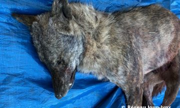 Le canidé au pelage sombre bringé détecté dans les Alpes Maritimes est un loup de lignée italo-alpine
