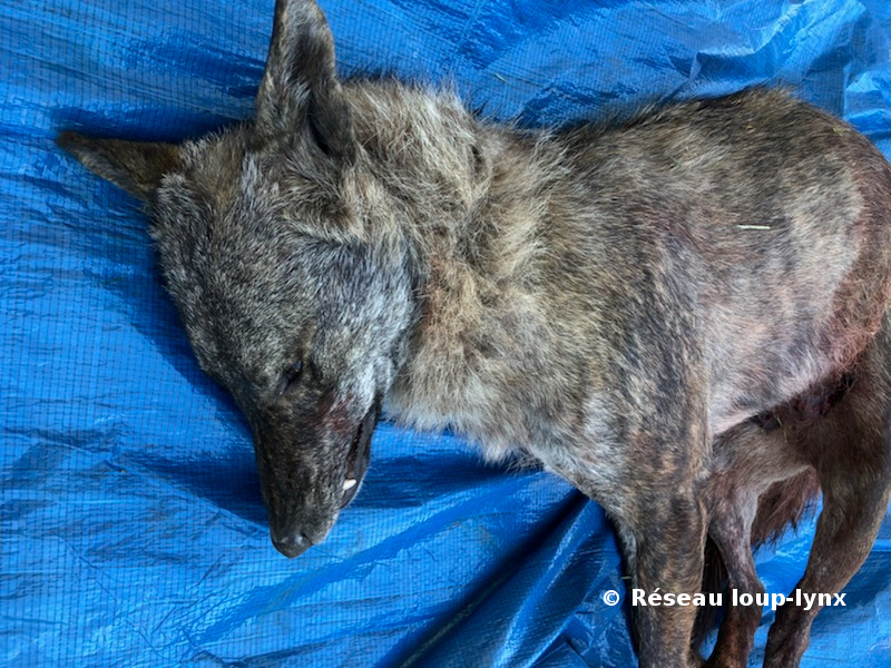 Le canidé au pelage sombre bringé détecté dans les Alpes Maritimes est un loup de lignée italo-alpine