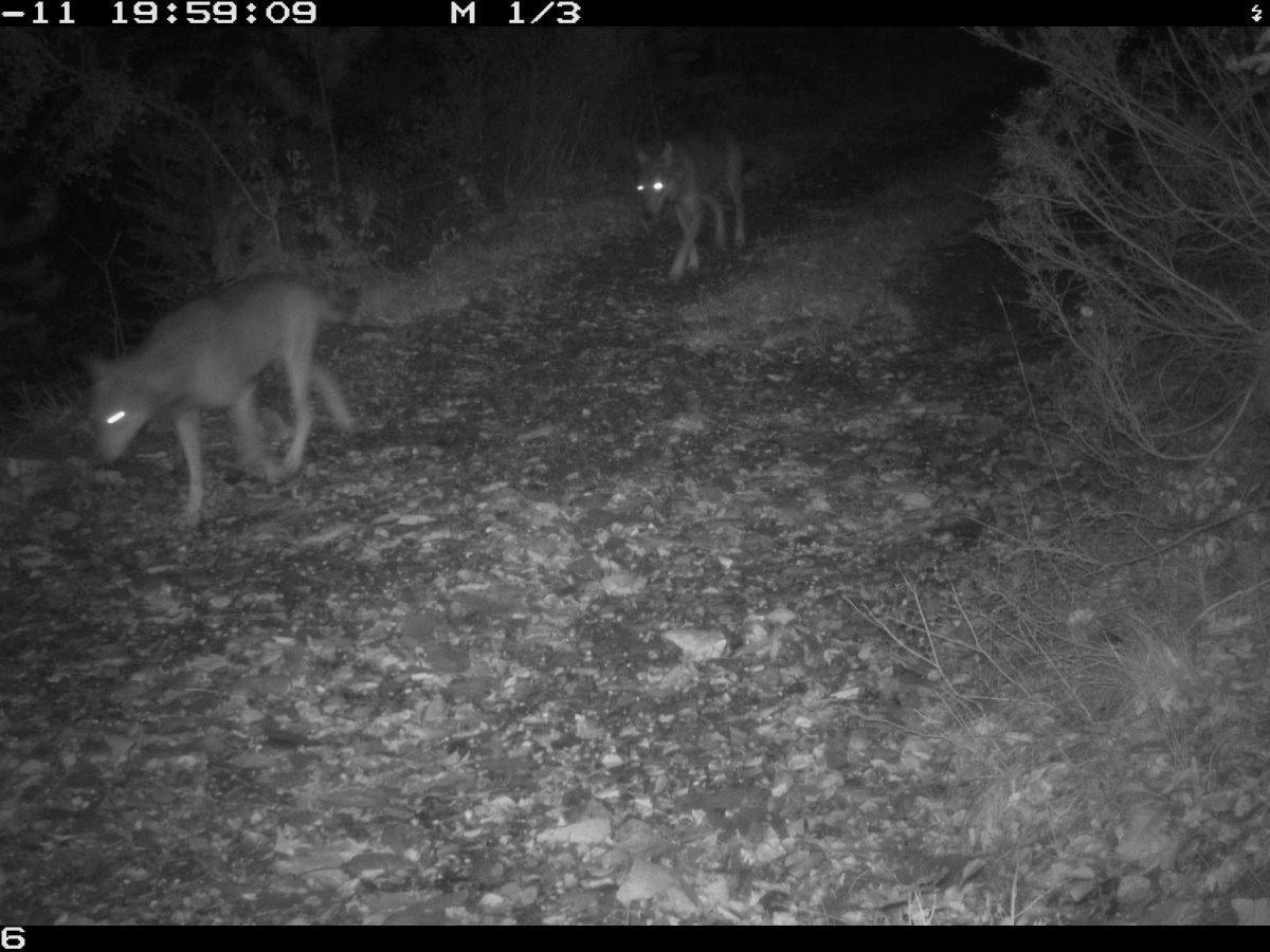 Une meute de 13 loups, est-ce si étonnant ?