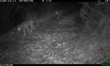 Une meute de 13 loups, est-ce si étonnant ?