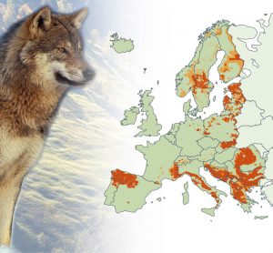 Carte de détection du loup, échelle européenne, 2012.