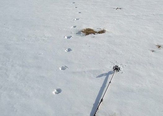 2-b-1-piste_loup_pyrenees_a_bataille_oncfs