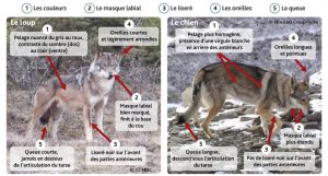 Schéma de différenciation entre le loup et le chien.