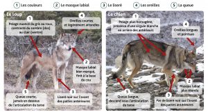 Shéma de différenciation entre le loup et le chien.