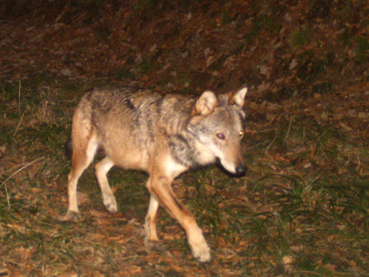 Quelle est la conduite à tenir en cas de rencontre fortuite d’un loup ?