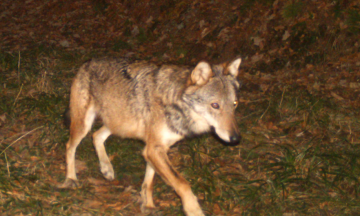 Quelle est la conduite à tenir en cas de rencontre fortuite d’un loup ?