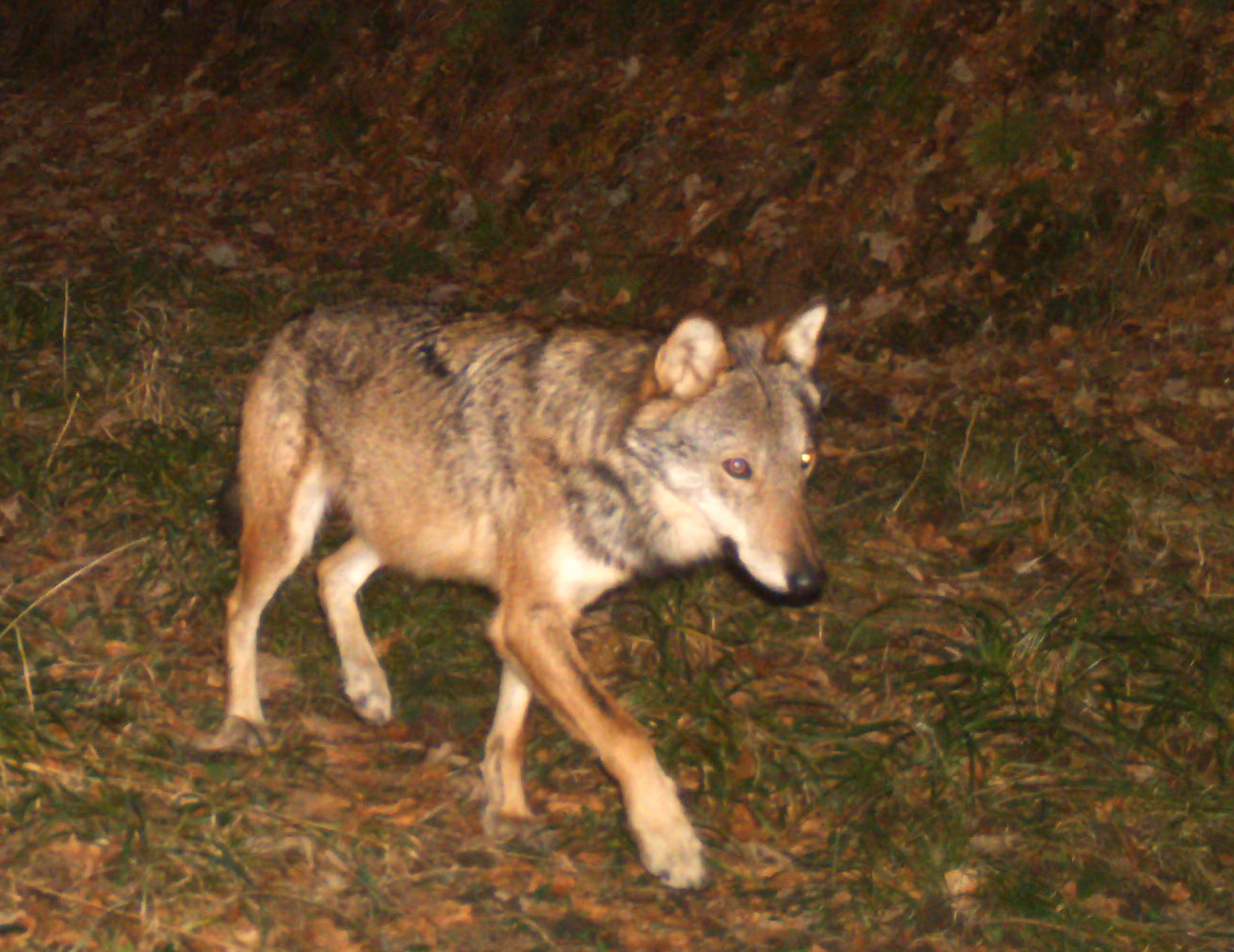 Pourquoi mon chien fait-il le loup ? : significations