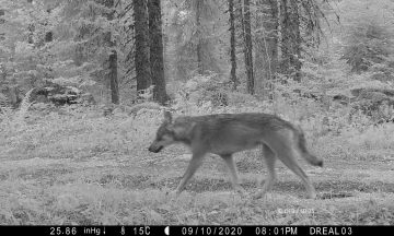 La présence du loup en région Bourgogne Franche-Comté sur la période 2019-2020