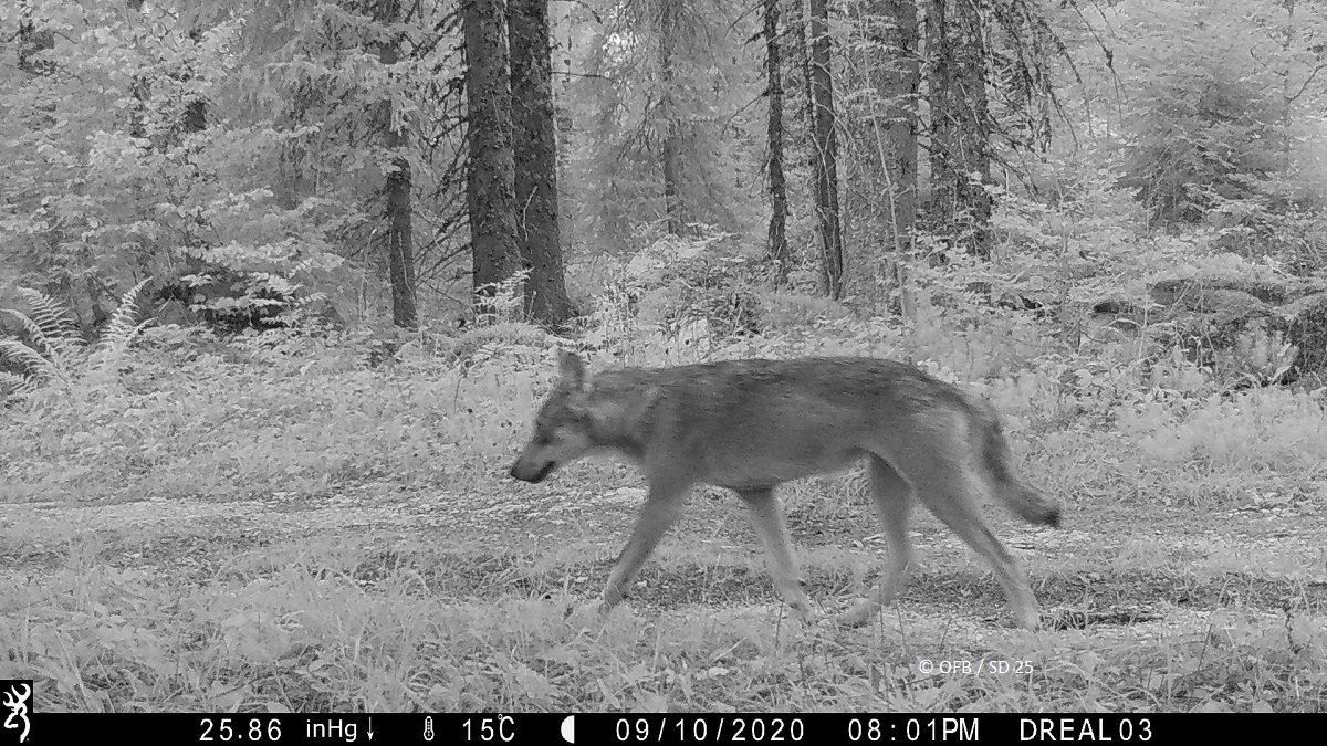 La présence du loup en région Bourgogne Franche-Comté sur la période 2019-2020