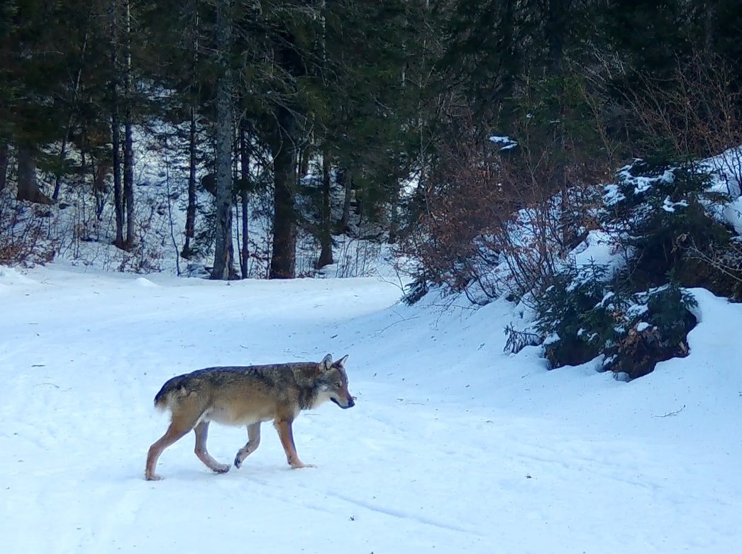 Bilan annuel du suivi de la population de loups 2025