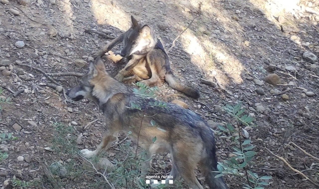 Détection d’une reproduction de Loup gris dans les Pyrénées catalanes