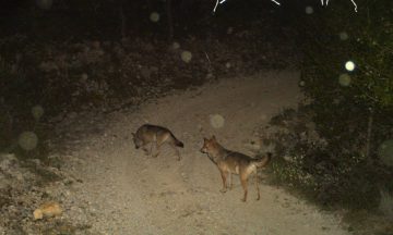 Viabilité et seuil des 500 loups