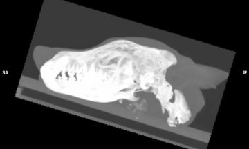 De nouvelles recherches pour mieux connaitre l’âge des loups en France