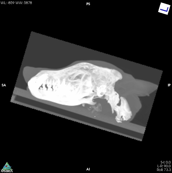 De nouvelles recherches pour mieux connaitre l’âge des loups en France