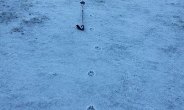 Faire la différence entre empreinte de chien et de renard