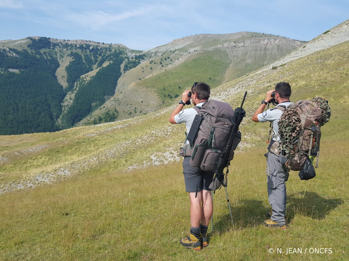 Réponse à la saisine « Tirs de loups »