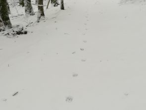 Piste de loup © F Preisemann