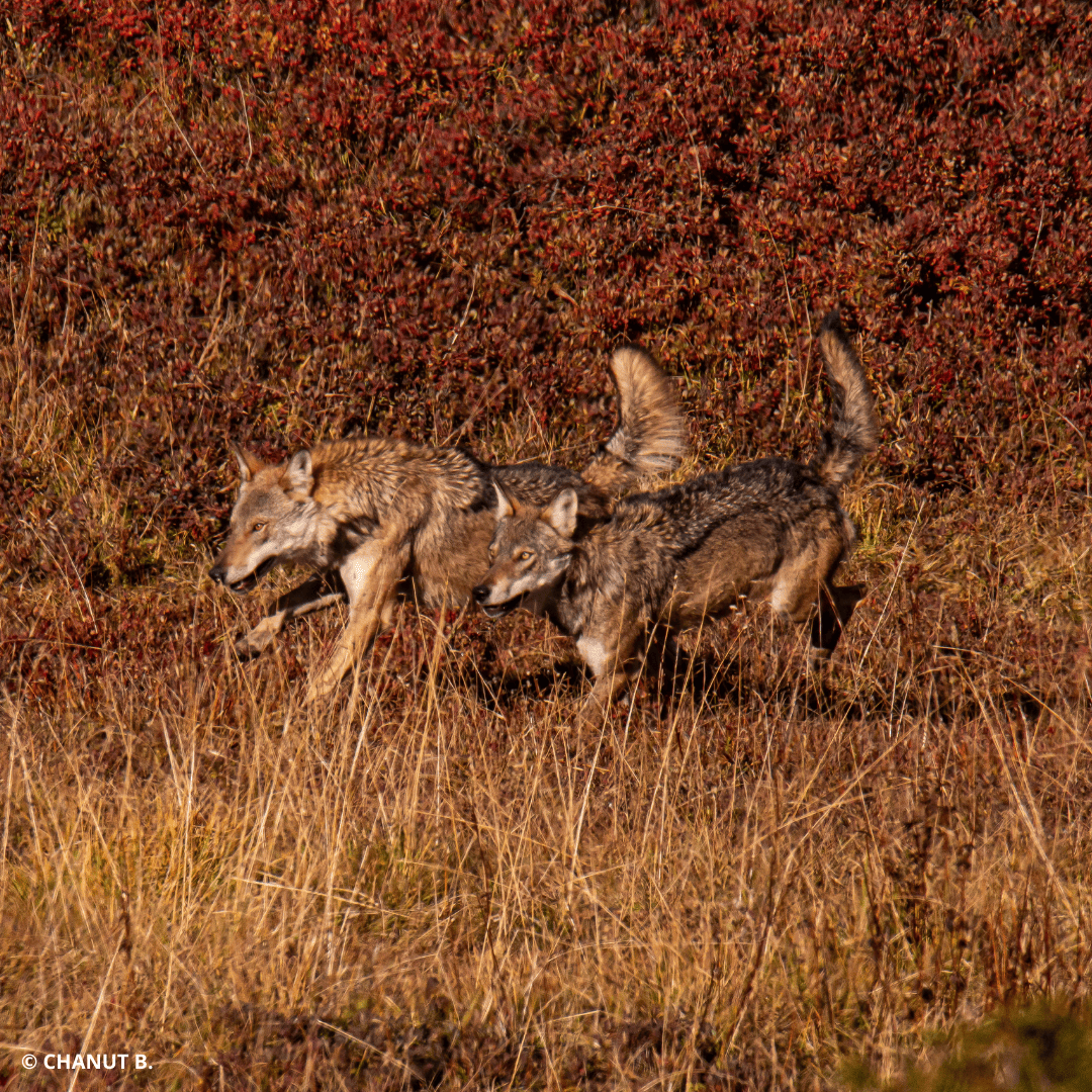 État de conservation du loup en France - Mise à jour 2025 de la viabilité démographique de la population sous régime de tirs dérogatoires