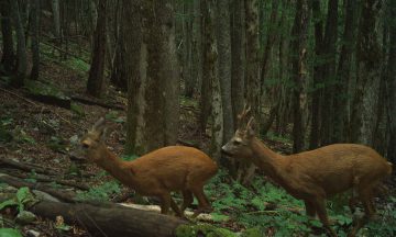 Des nouvelles du LIFE WOLFALPS EU : compréhension de la dynamique prédateurs-proies par pièges photographiques dans la Réserve des Bauges