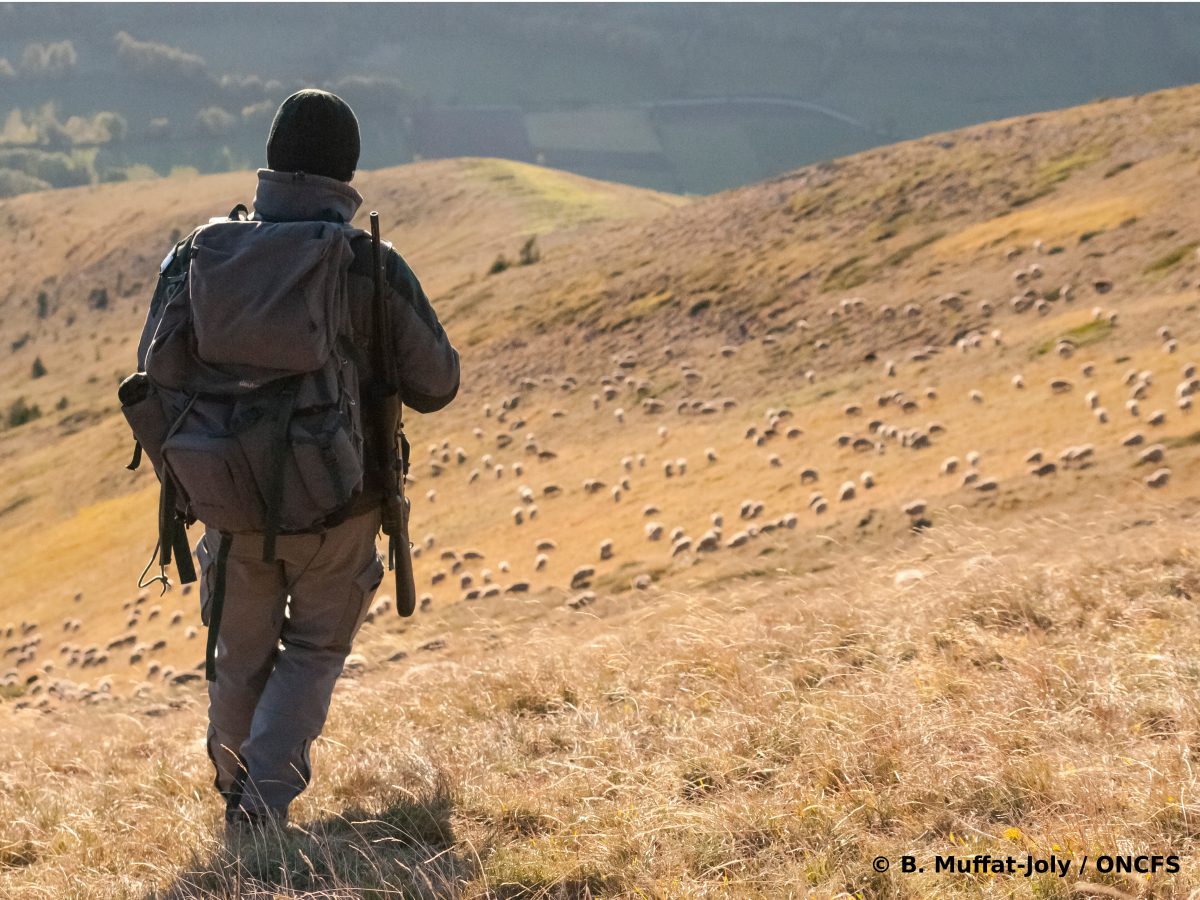 Parution de la brochure relative aux tirs dérogatoires de loup