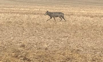 La présence du loup en région Centre-Val de Loire