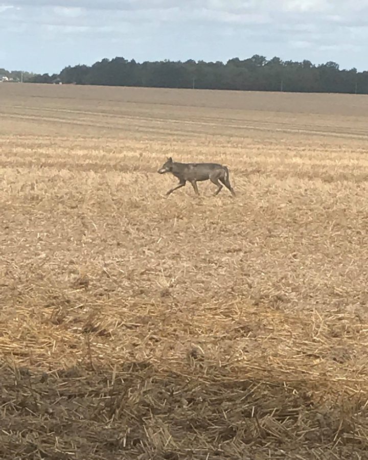 La présence du loup en région Centre-Val de Loire