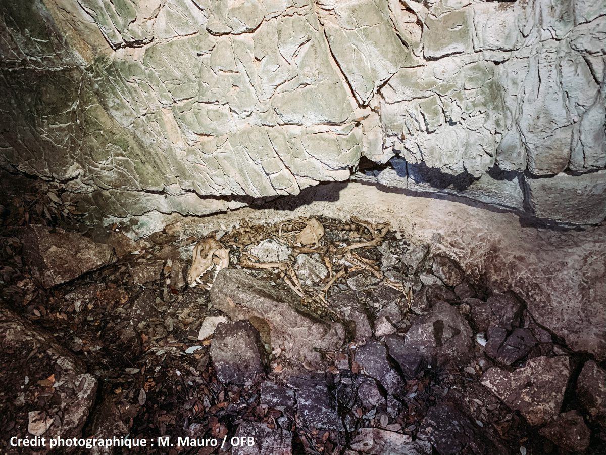 Découverte de deux squelettes de loup dans un aven de l’arrière-pays Toulonnais (83)