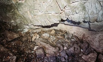 Découverte de deux squelettes de loup dans un aven de l’arrière-pays Toulonnais (83)