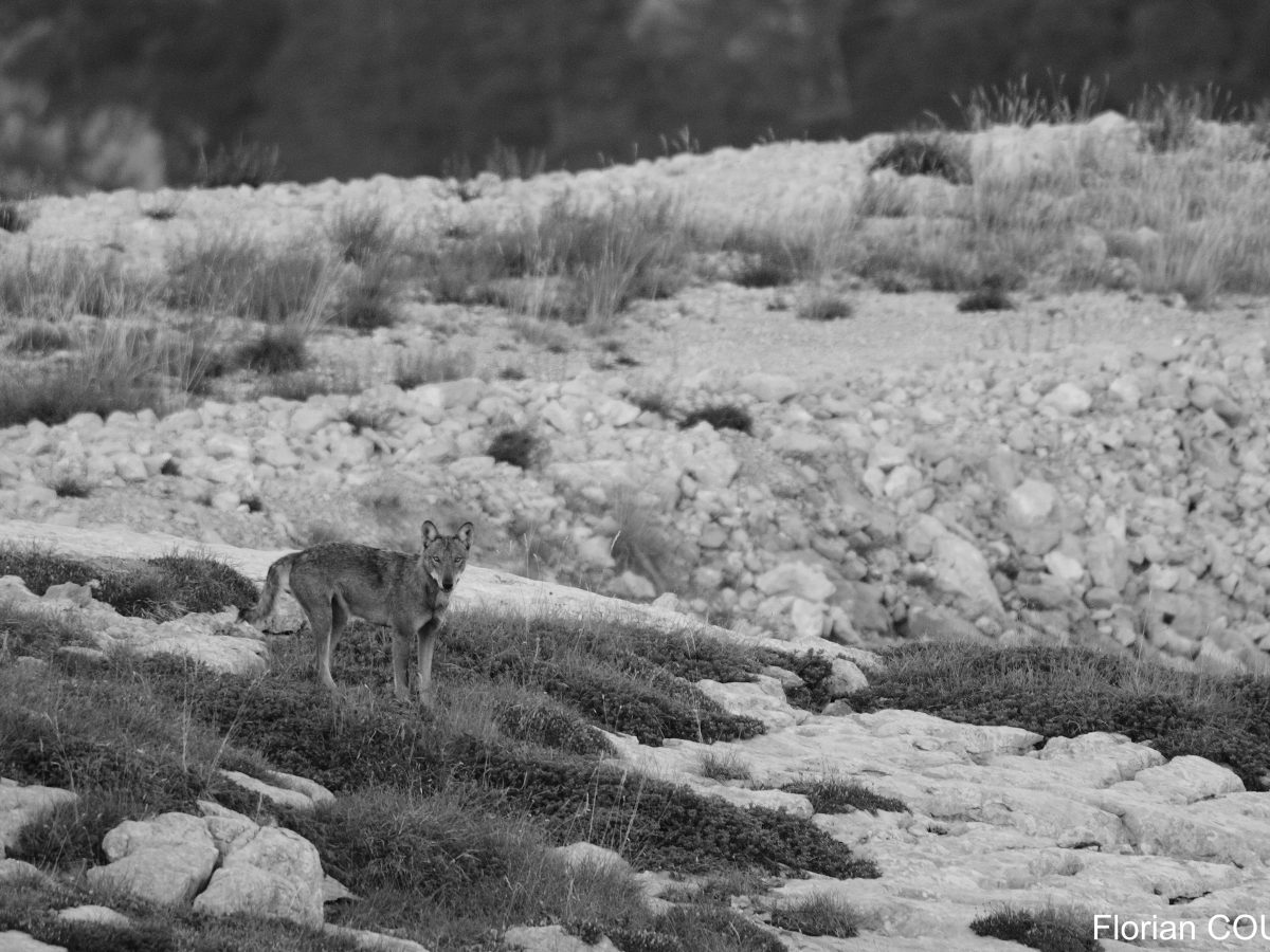 Mise à jour des effectifs et paramètres démographiques de la population de loups en France : conséquences sur la viabilité de la population à long terme