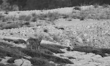 Mise à jour des effectifs et paramètres démographiques de la population de loups en France : conséquences sur la viabilité de la population à long terme