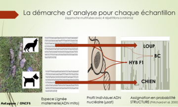 Le faible taux d’hybridation de la population de loups en France confirmé par une étude rétrospective sur 10 ans