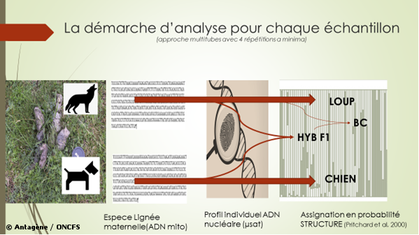 Le faible taux d’hybridation de la population de loups en France confirmé par une étude rétrospective sur 10 ans