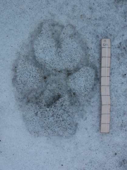 Empreinte de grand canidé probablement agrandie par effet de « fonte/regel » du support neigeux © J-Y Ployer / PN Vanoise