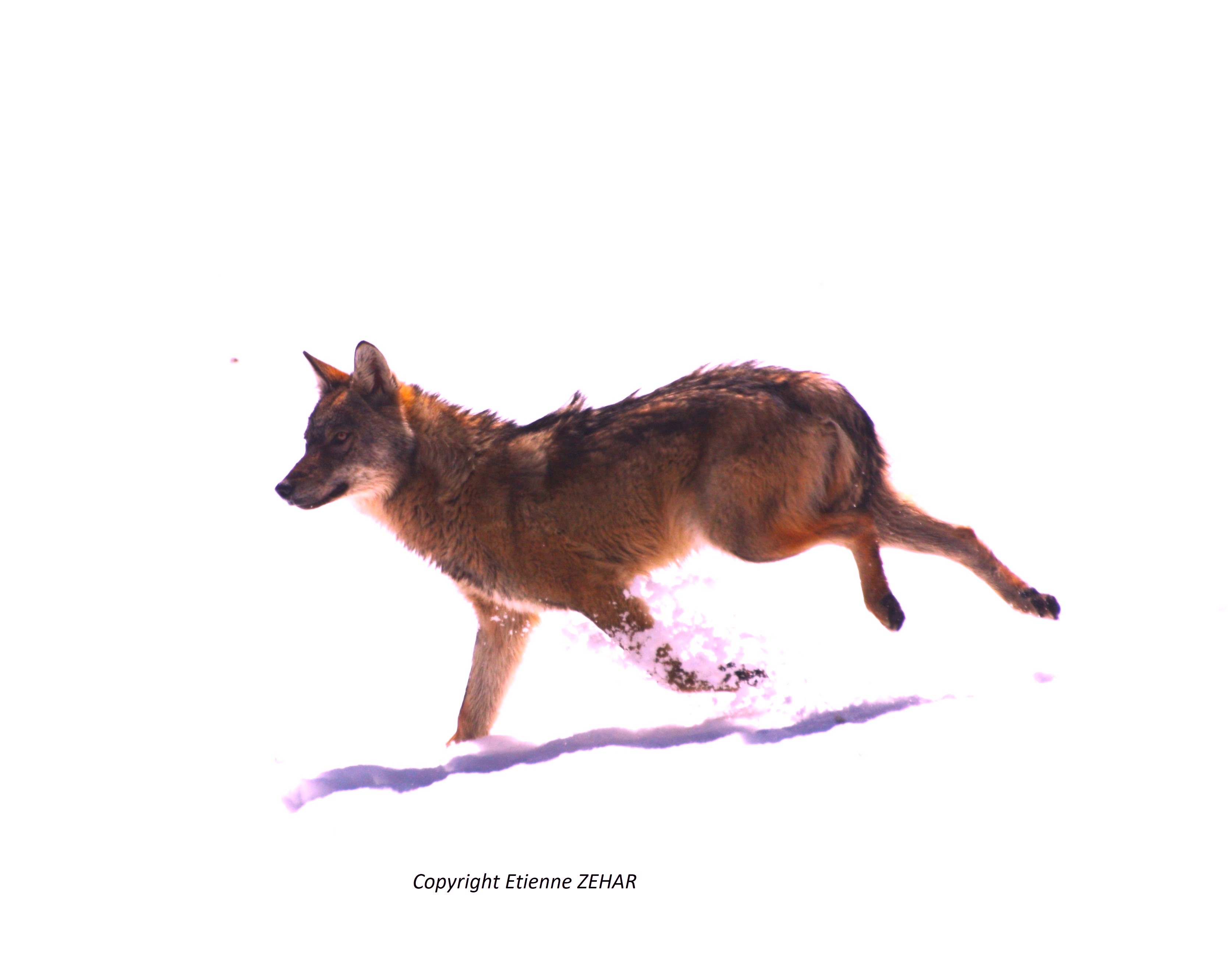 Bilan annuel du suivi de la population de loups – 2024