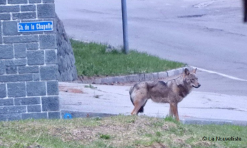 Rencontres Hommes-Loups et sécurité publique : entre perceptions et réalités