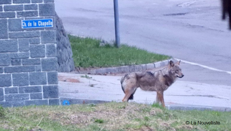 Rencontres Hommes-Loups et sécurité publique : entre perceptions et réalités